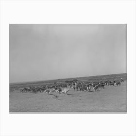 Roundup Of Cattle On Sms Ranch Near Spur, Texas By Russell Lee Canvas Print