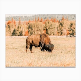 Bison In Fall Canvas Print