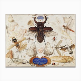 Insects And The Head Of A Wind God (1590–1600), Joris Hoefnagel Canvas Print