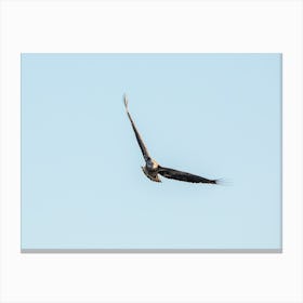 Immature Eagle Taking Flight Canvas Print