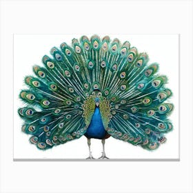 Peacock 12 Canvas Print