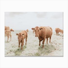 Brown Cow Herd Canvas Print