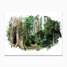 Dandenong Ranges National Park, Melbourne Region, Victoria Canvas Print