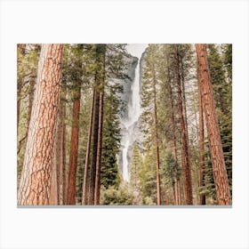 California Redwoods Canvas Print