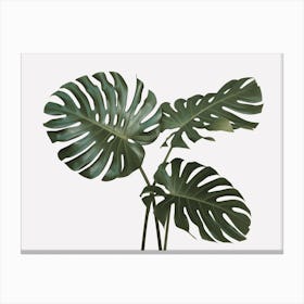 Monstera Plant Leaves Canvas Print