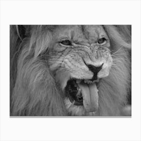 Black & White Lion Roaring Canvas Print