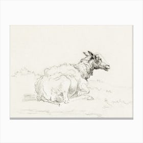 Lying Sheep 1, Jean Bernard Canvas Print