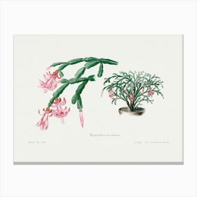 Pink Flower, Familie Der Cacteen Canvas Print