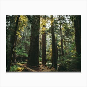 Echoes of the Forest Canvas Print