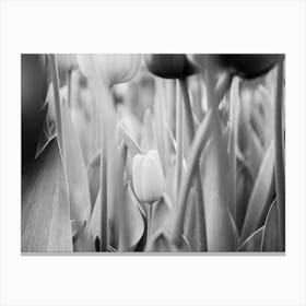 Lonely tulip | Black and White Photo | Floral photography | The Netherlands Canvas Print