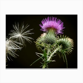 Thistle Flower Canvas Print