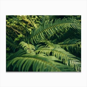 Ferns Canvas Print