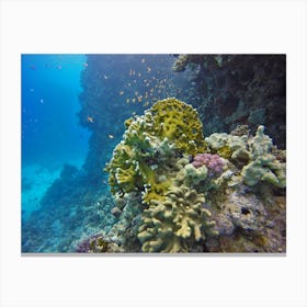 Coral Reef In The Red Sea Canvas Print
