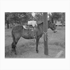 Saddle Horses With Supplies Tied To Telephone Post, Saturday Afternoon, San Augustine, Texas By Russell Lee Canvas Print