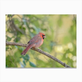 Northern Cardinal Perched On A Branch Canvas Print