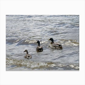 three Ducklings 11346 Canvas Print