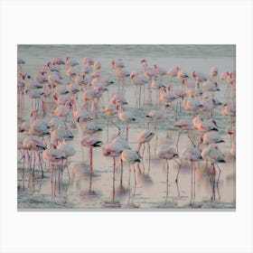 Flamingos at the Ocean Namibia Canvas Print
