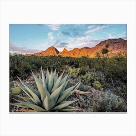 Wild Agave Plant Canvas Print