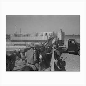 Untitled Photo, Possibly Related To Brawley, California, Loading Cattle Into Trailer For Shipment To Market By Russel Canvas Print