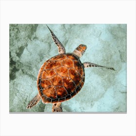 Sea Turtle Canvas Print