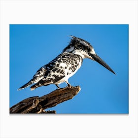 Pied Kingfisher At Chobe River Botswana 1 Lienzo