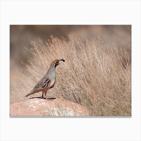 Desert Gambels Quail Canvas Print