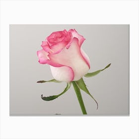 Pink Rose 1 Canvas Print