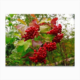 Red Berries On A Tree Canvas Print