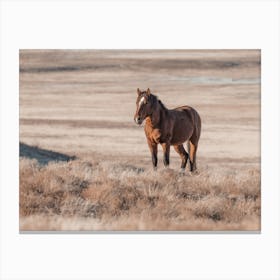 Horse On Horizon Canvas Print