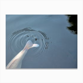 Koi Tail Canvas Print