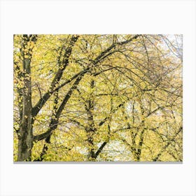 Autumn Trees In The Park Canvas Print