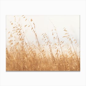 Oat Grass No 1 Canvas Print