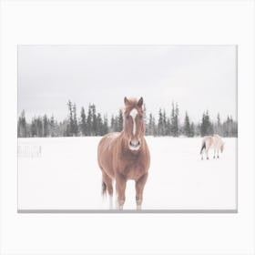 Horse In Field Canvas Print