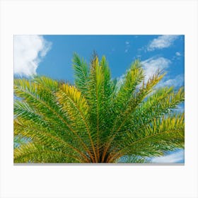 Florida Palm Canvas Print
