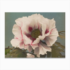 Peony 1 Canvas Print