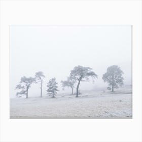 Snowy Landscape With Trees Canvas Print
