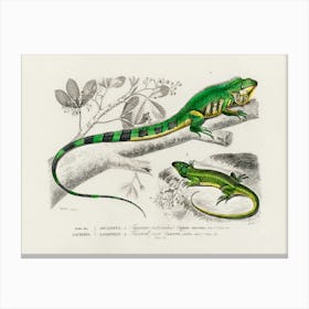 Green Lizard (Iguana) And Green Lizard (Lacerta Viridis), Charles Dessalines D'Orbigny Canvas Print