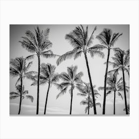 Black And White Palm Trees 2 Canvas Print