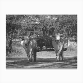 Oxen Pulling Cart in Myanmar, Black & White  Canvas Print