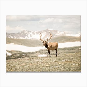 Bull Elk Scenery Canvas Print