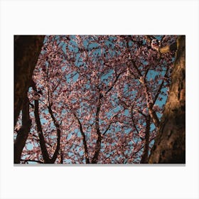 Cherry Blossoms. Trees Against The Sky Under The Light Of The Sun Canvas Print