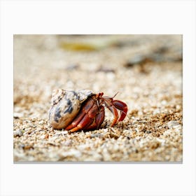 Hermit crab in a seashell on the move Canvas Print