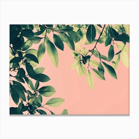 Pink Leaves On A Pink Background 1 Canvas Print