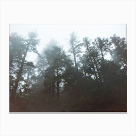 Foggy Forest - Redwoods National Park Canvas Print
