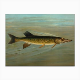 Vintage Pike Fish Canvas Print