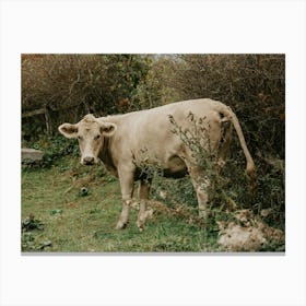 Cow in a field Canvas Print