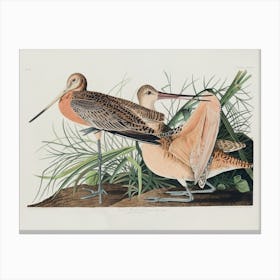 Great Marbled Godwit, Birds Of America, John James Audubon Canvas Print