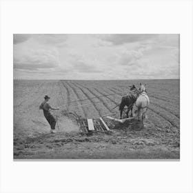 Ray Halstead Making A Turn While Harrowing An Irrigated Field,He Is A Fsa (Farm Security Administration) Canvas Print