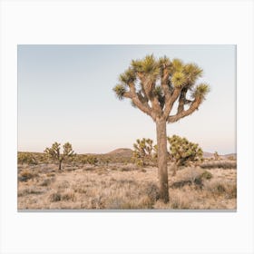 Joshua Tree Desert Views Canvas Print