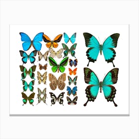 Collection Of Mix Butterflies Canvas Print
